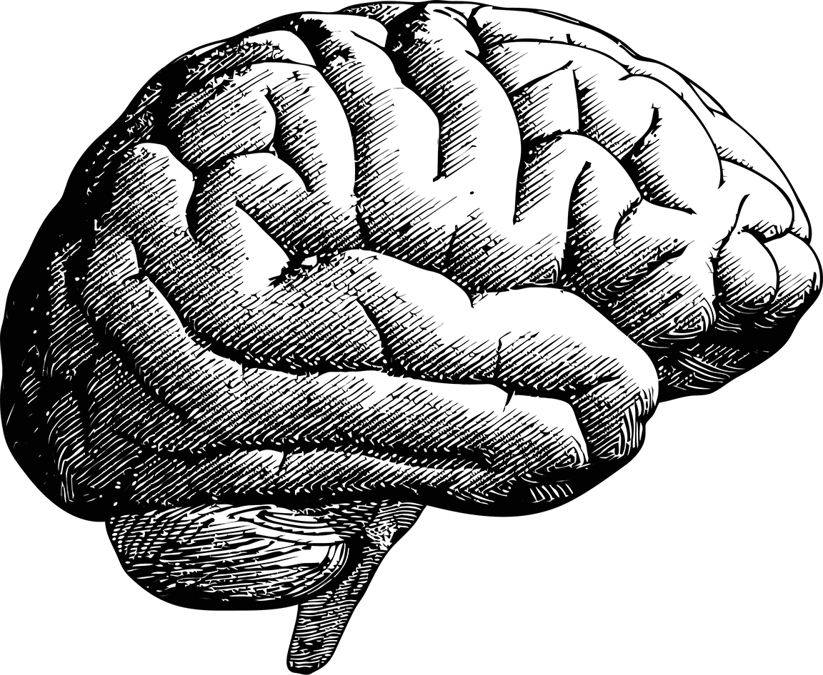 Pen sketch of a brain